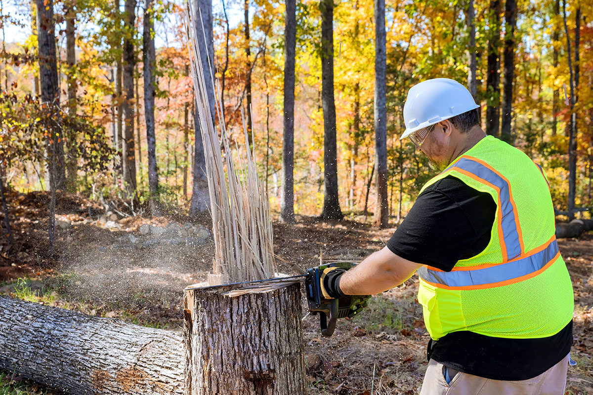 Residential Stump Removal Services in Portland, Maine